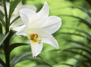 Easter Lily