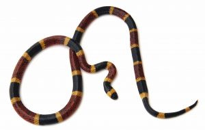 Coral Snake