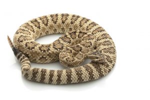 Rattlesnake