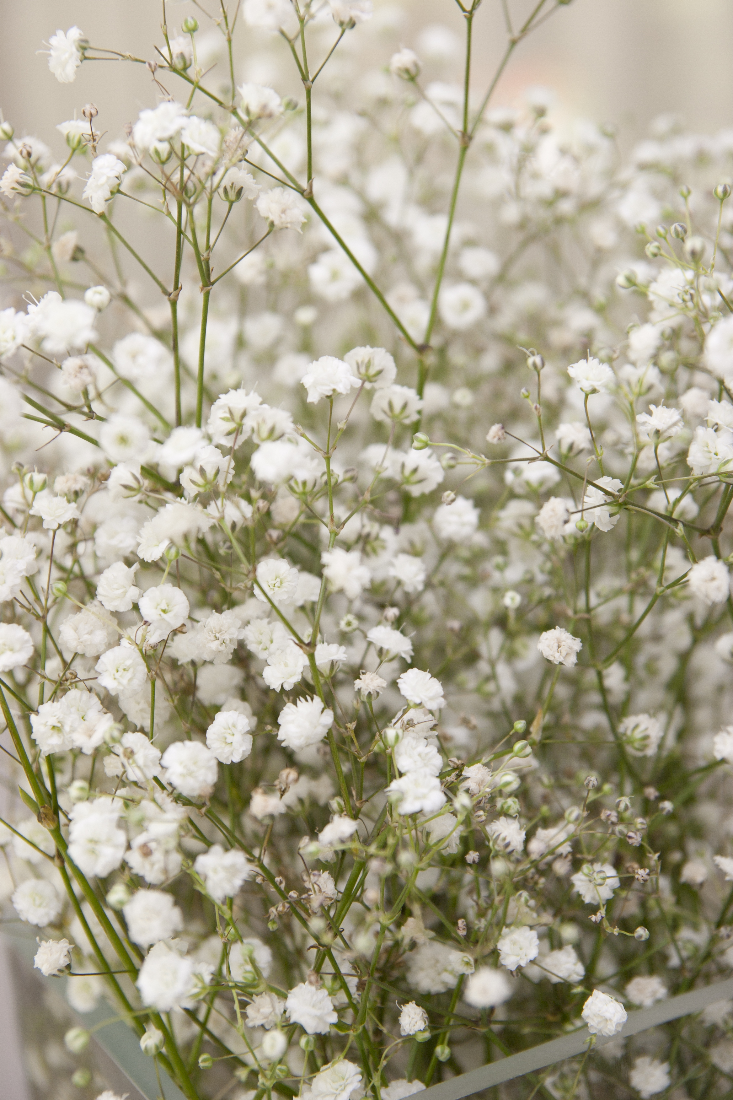 Pet Poison Helpline Baby's Breath Flower Toxicity to Pets