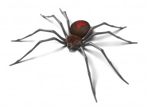 Black Widow Spider