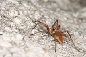 Brown Recluse Spider