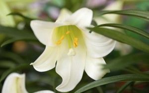 Easter Lily