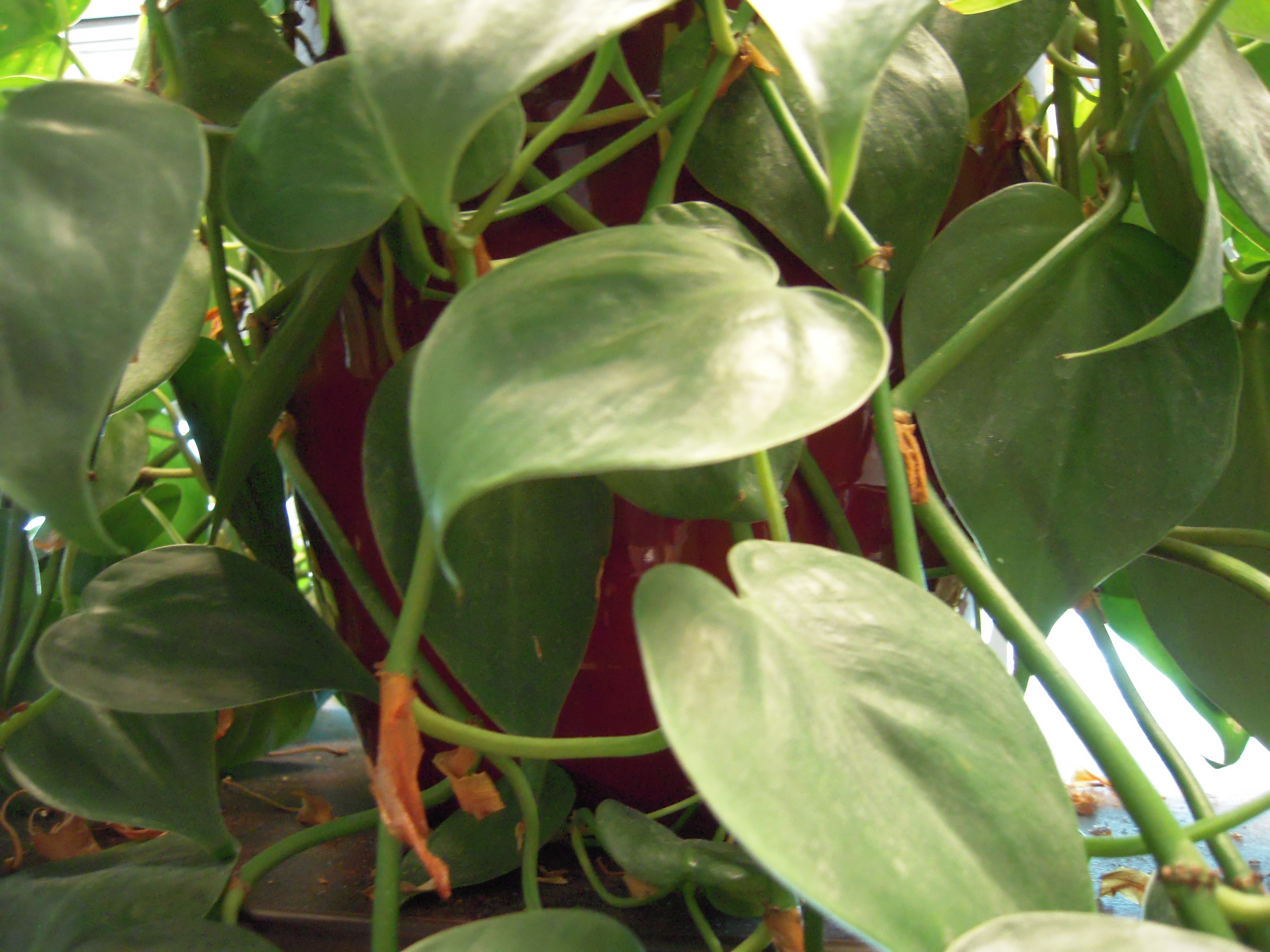 Philodendron and Cats Philodendron and Dogs Toxicity
