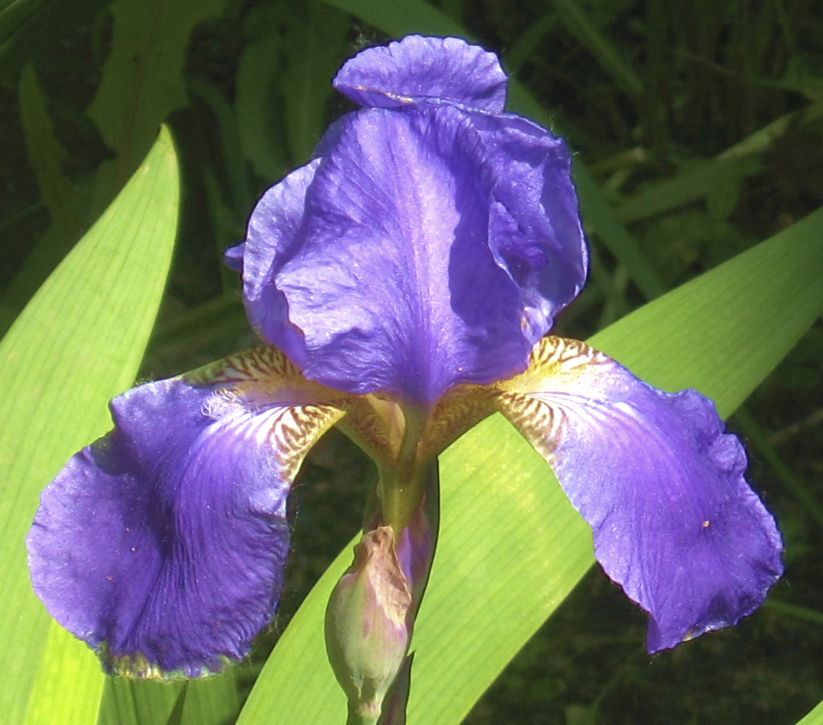 Iris Hollandica Red Ember for sale! Buy for only: £1,99
