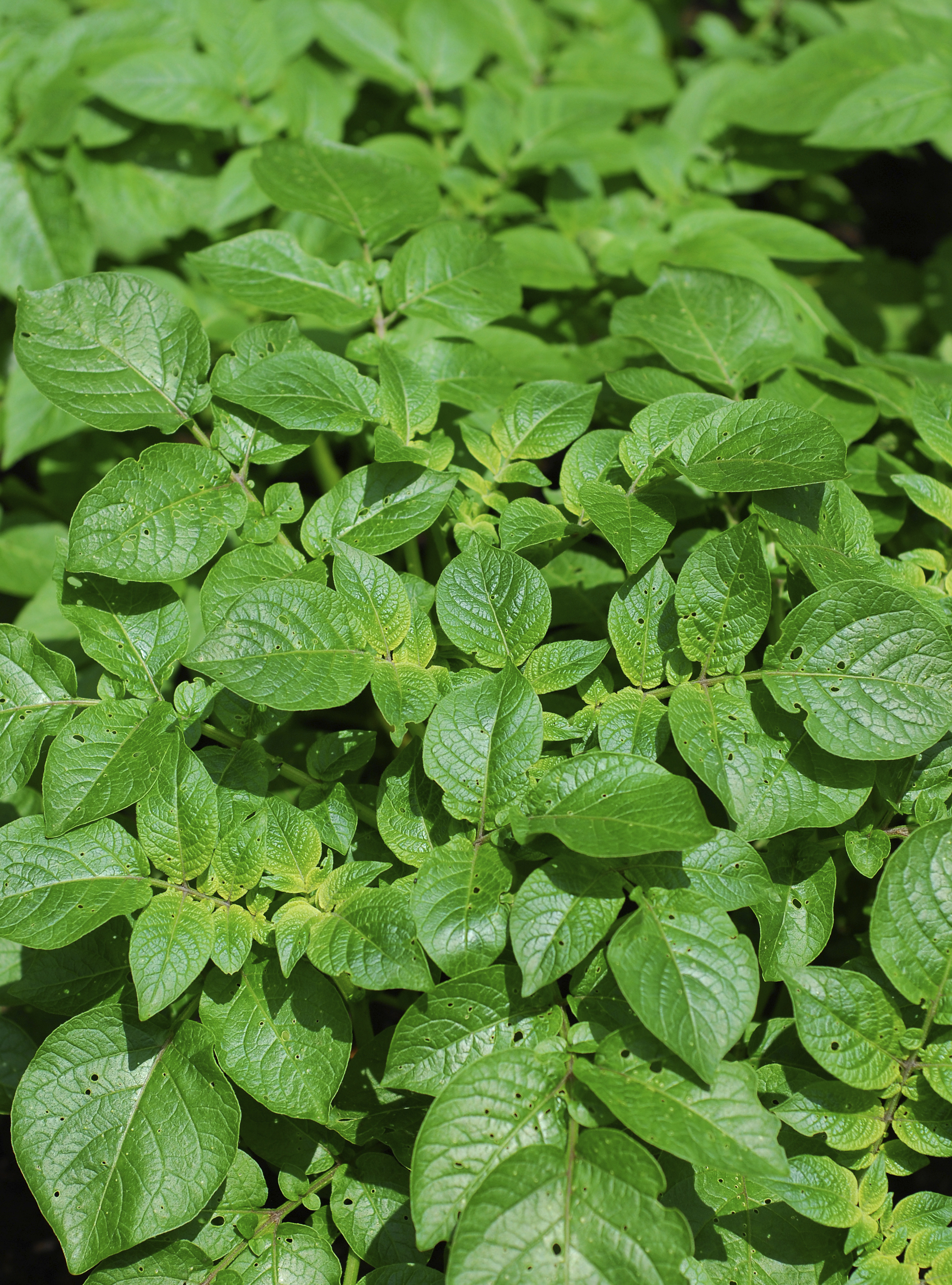 Potato (Green) Pet Poison Helpline