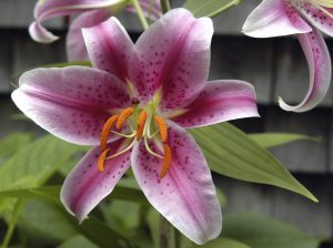 Stargazer Lily