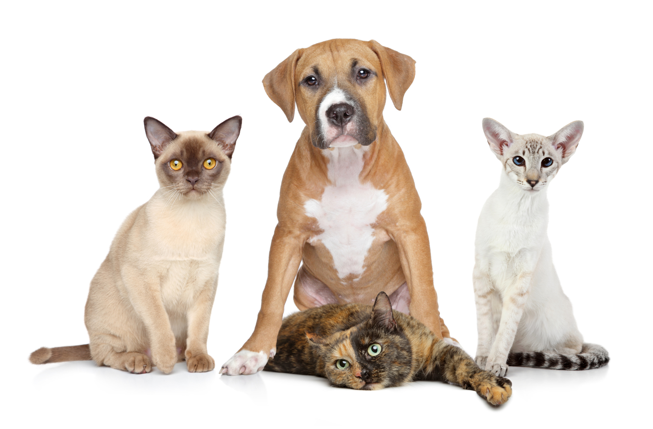 dogs and poison remember pets during poison prevention week march 18 24 pet poison helpline dogs and poison remember pets during poison prevention week march 18 24 pet poison helpline