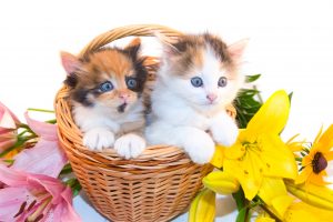 Cat Kittens with Lilies