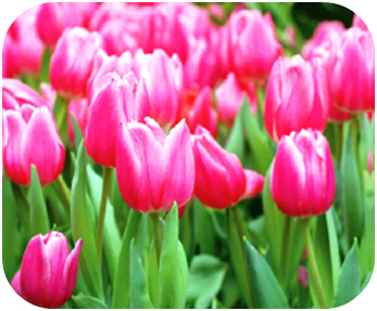 are tulips safe for dogs