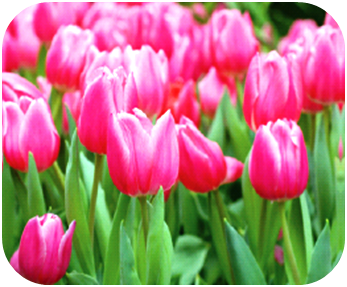 are tulips harmful to dogs