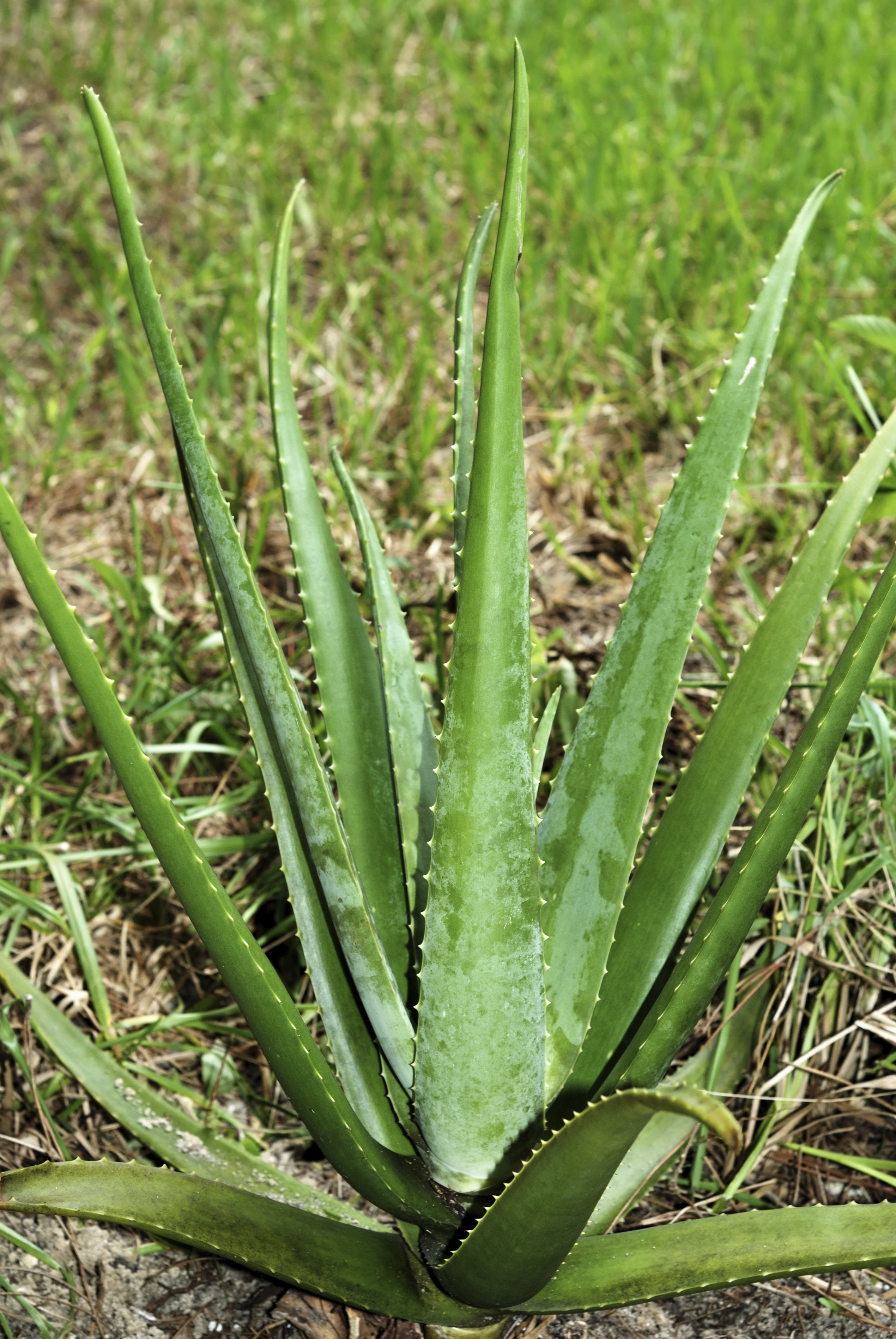 dog ate aloe plant