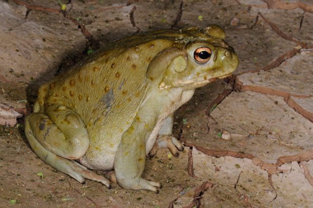 Toans Insecte Toads Are Toxic To Dogs | Pet Poison Helpline®