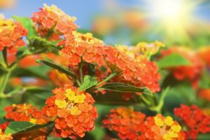 Lantana