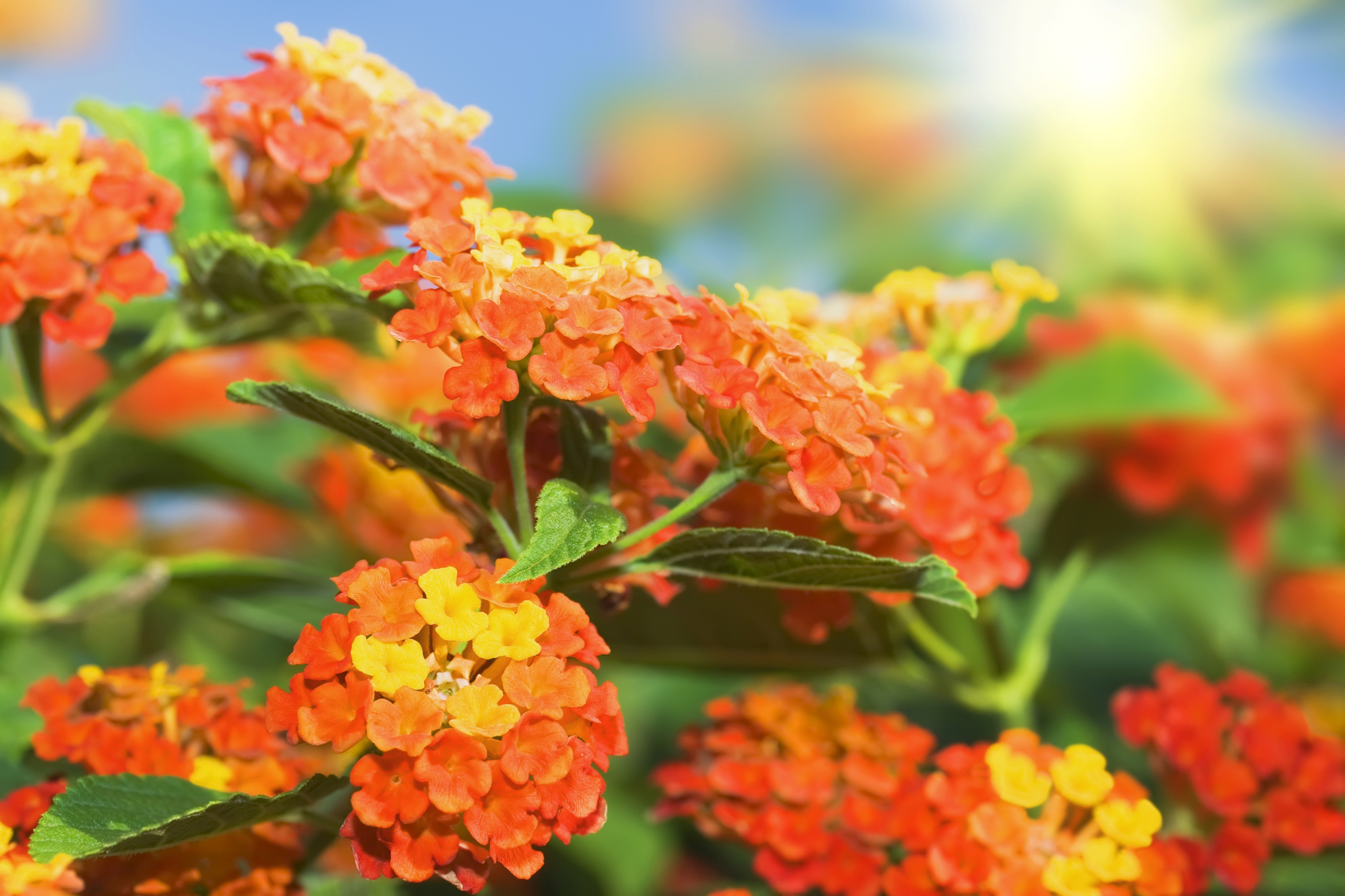 Lantana Is Toxic To Dogs | Pet Poison 