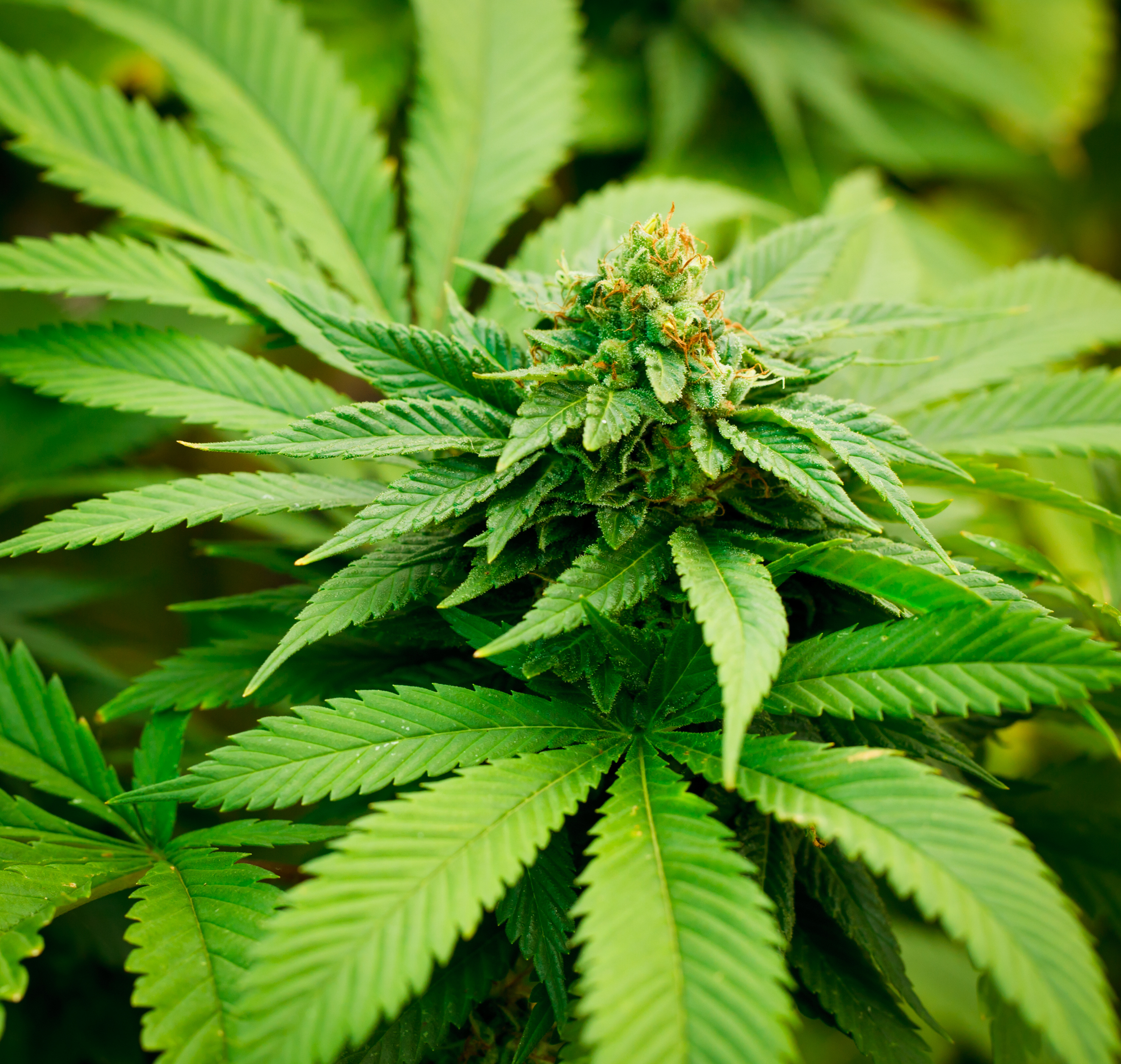 Marijuana Poses Health Dangers To Pets | Pet Poison Helpline Marijuana Poses Health Dangers To Pets | Pet Poison Helpline