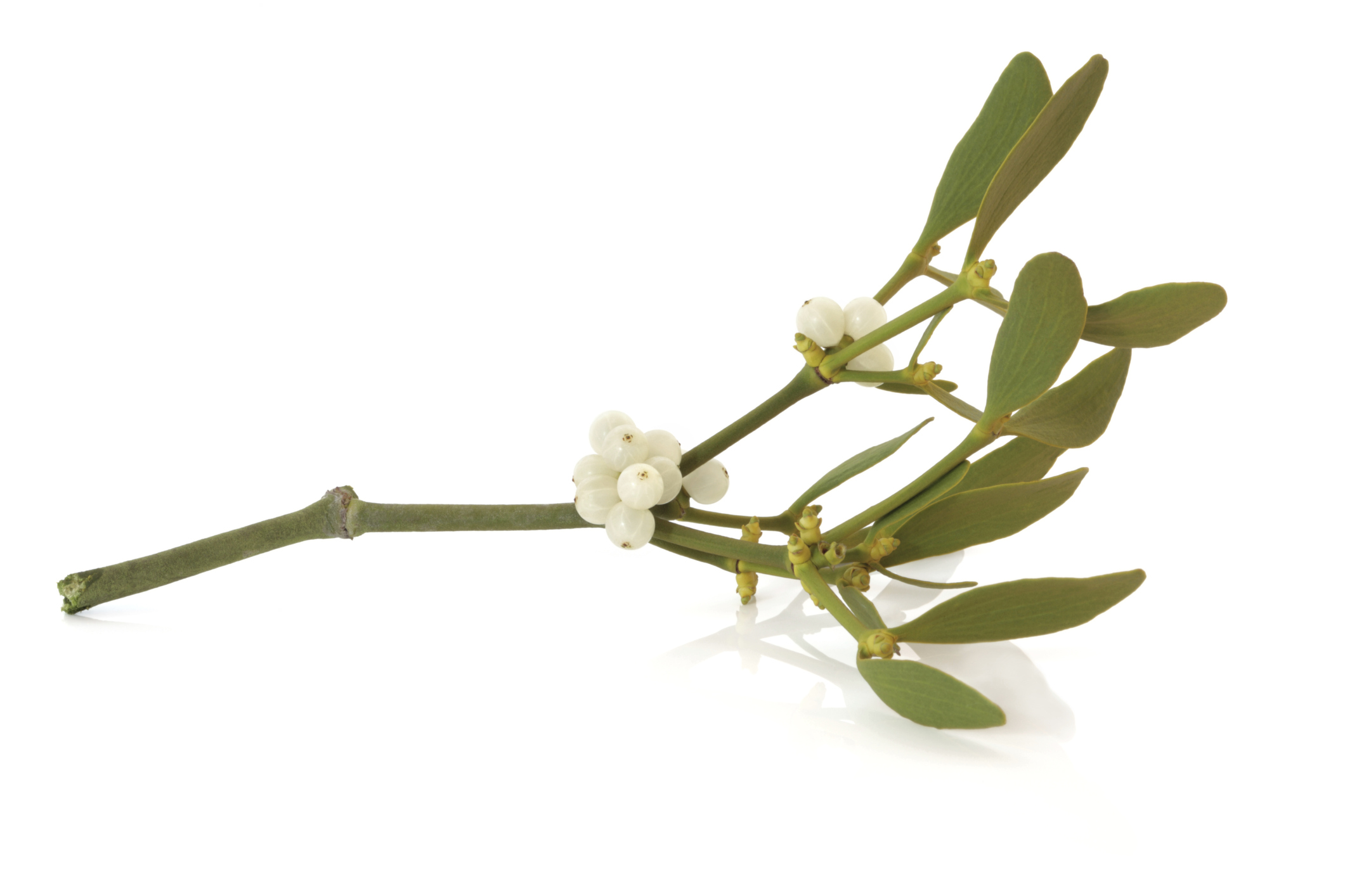 Mistletoe Is Toxic To Dogs | Pet Poison 