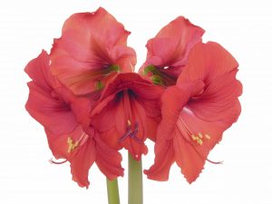 Amaryllis