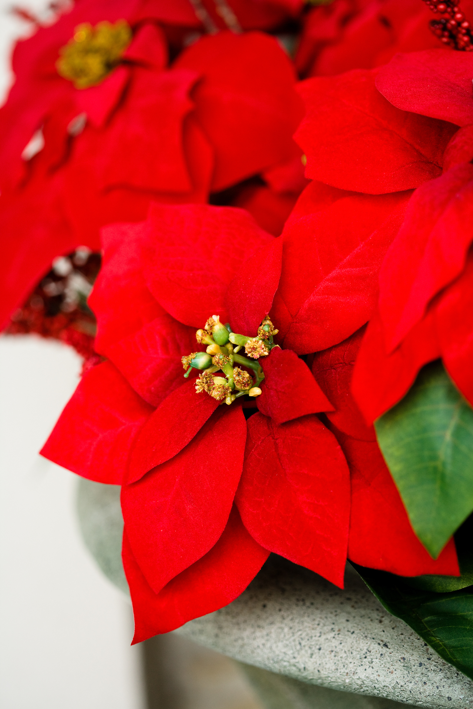 poinsettia bad for dogs