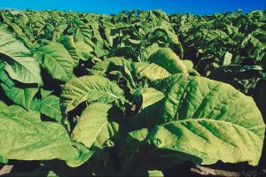Tobacco Plant