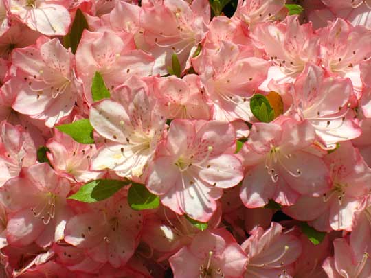 is azalea toxic to dogs