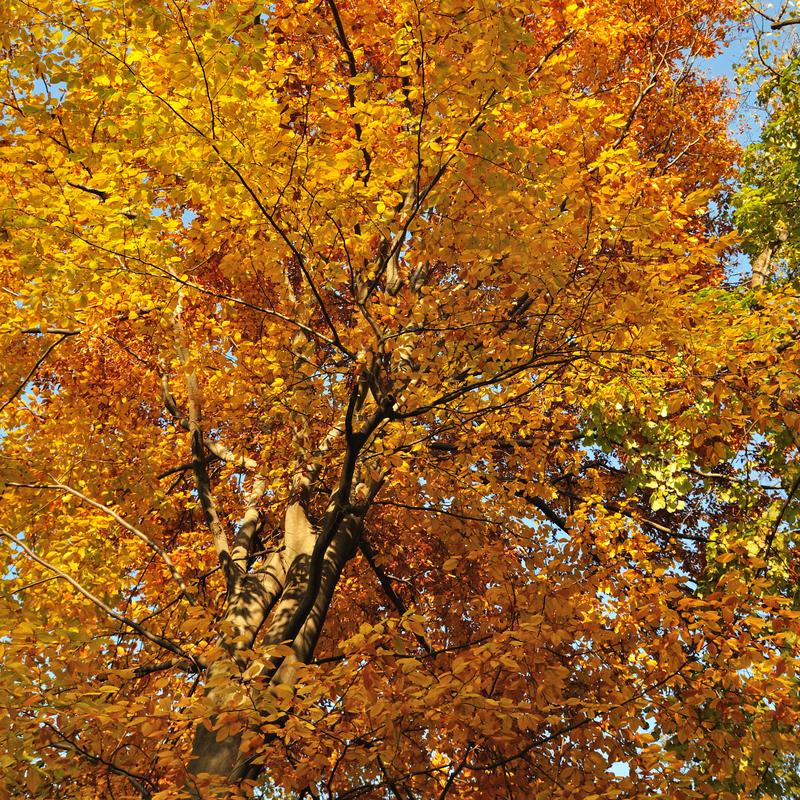 Are Beech Nuts Bad For Dogs