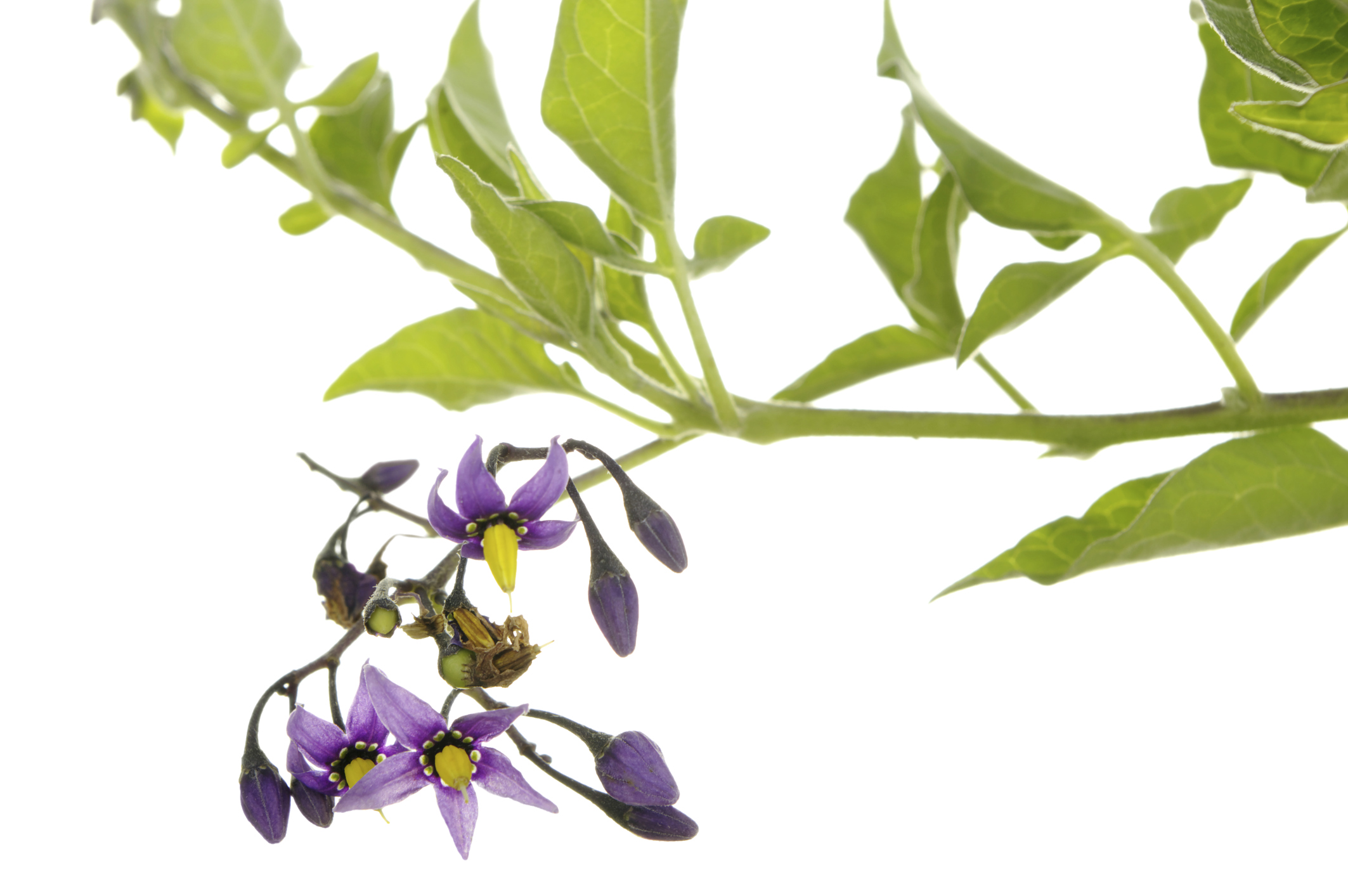 is deadly nightshade poisonous to dogs