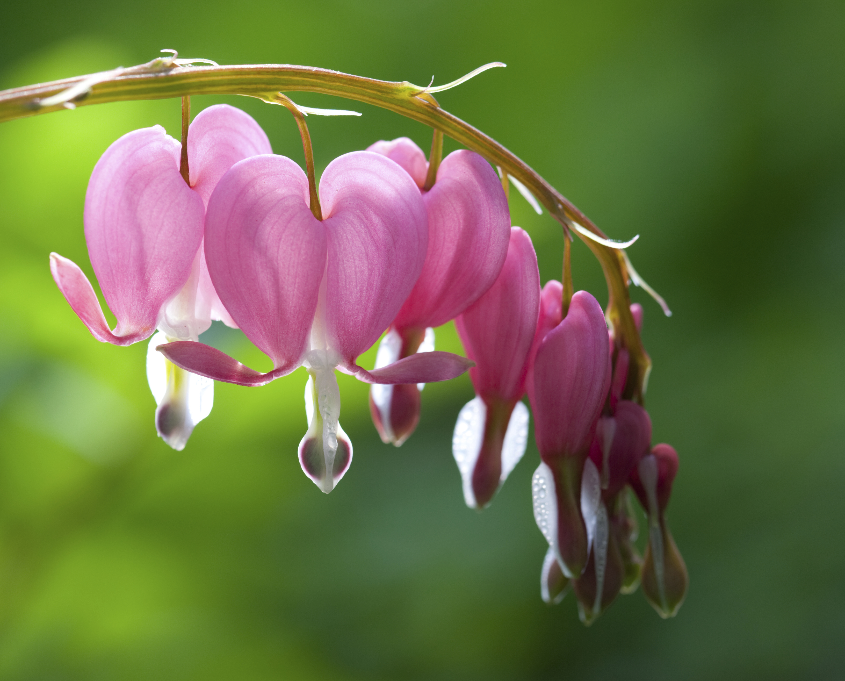 are bleeding hearts poisonous to dogs