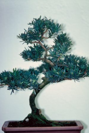 Buddhist Pine