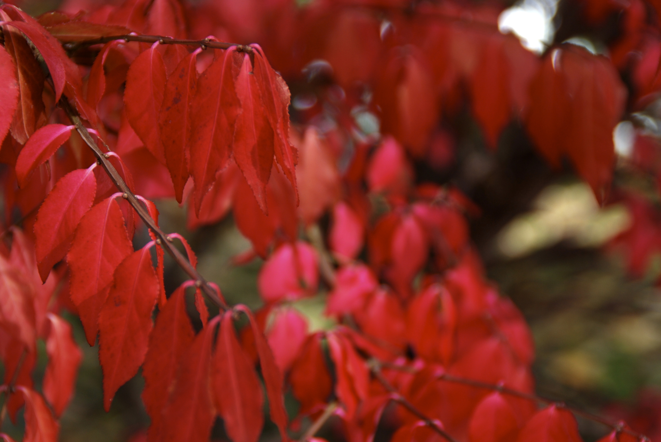 is burning bush poisonous to dogs