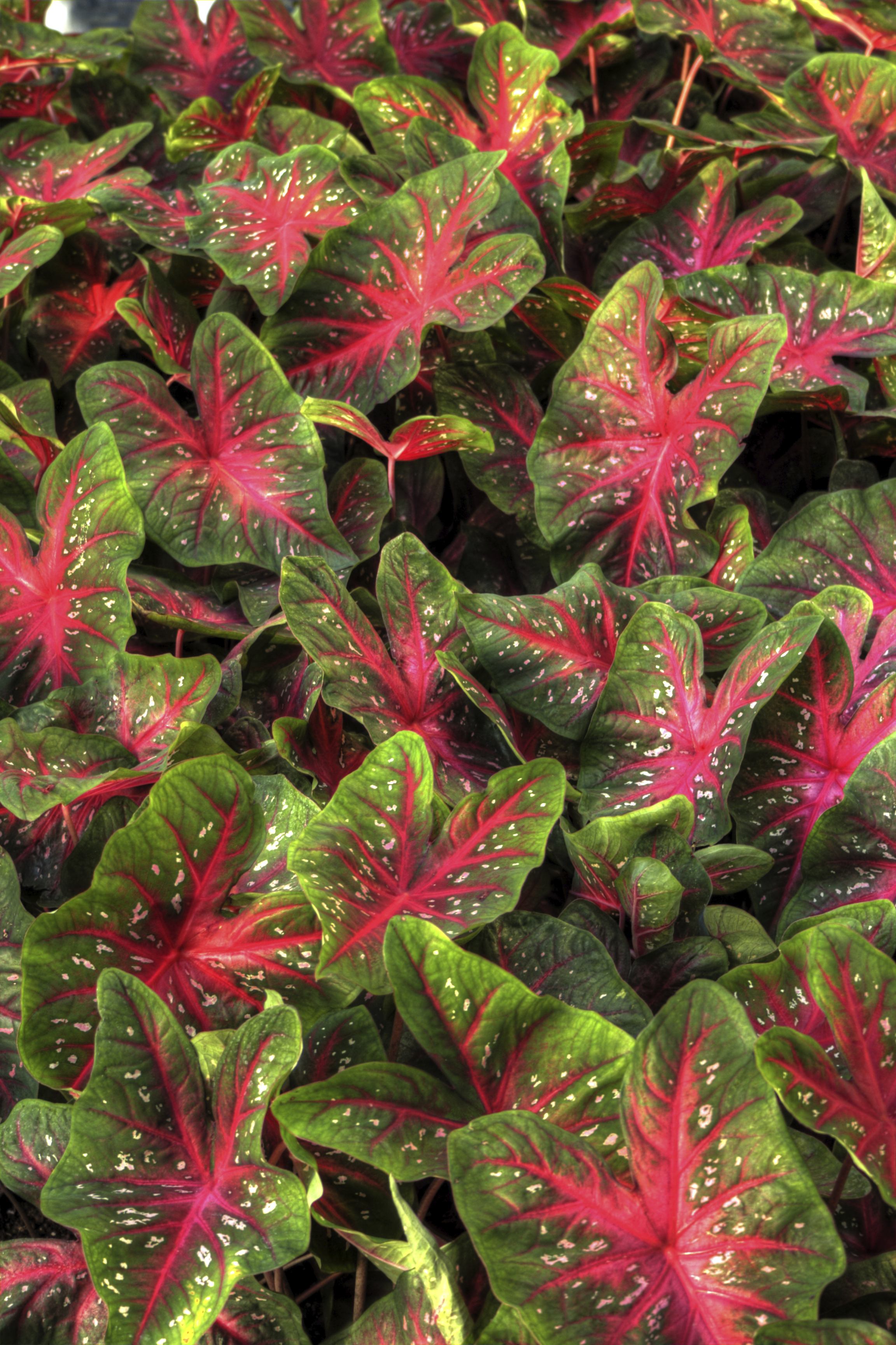 Caladium Poisonous Plants to Cats and Dogs
