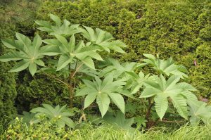 Castor Bean