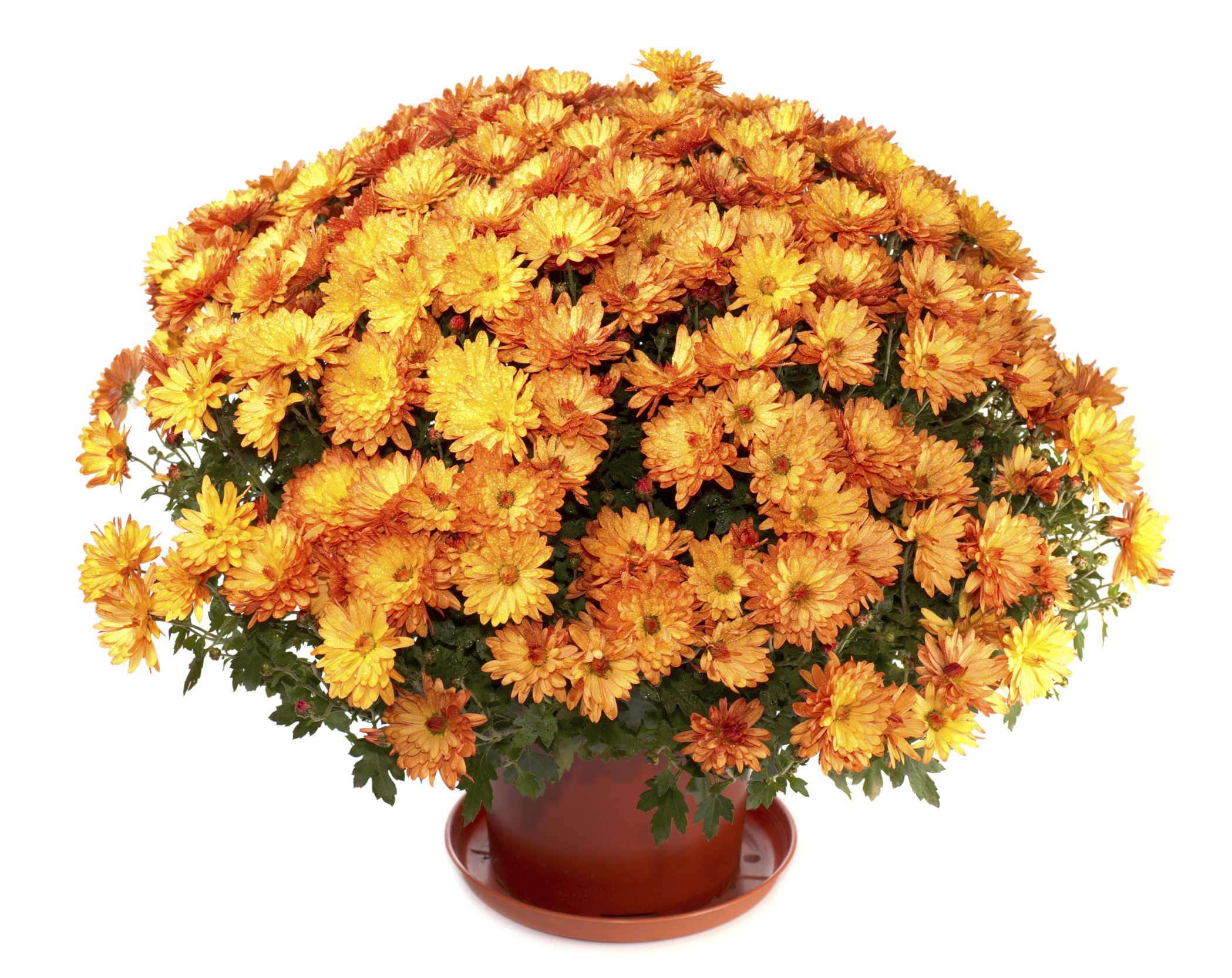 Chrysanthemums and Cats, Chrysanthemums and Dogs Poisonous Plants