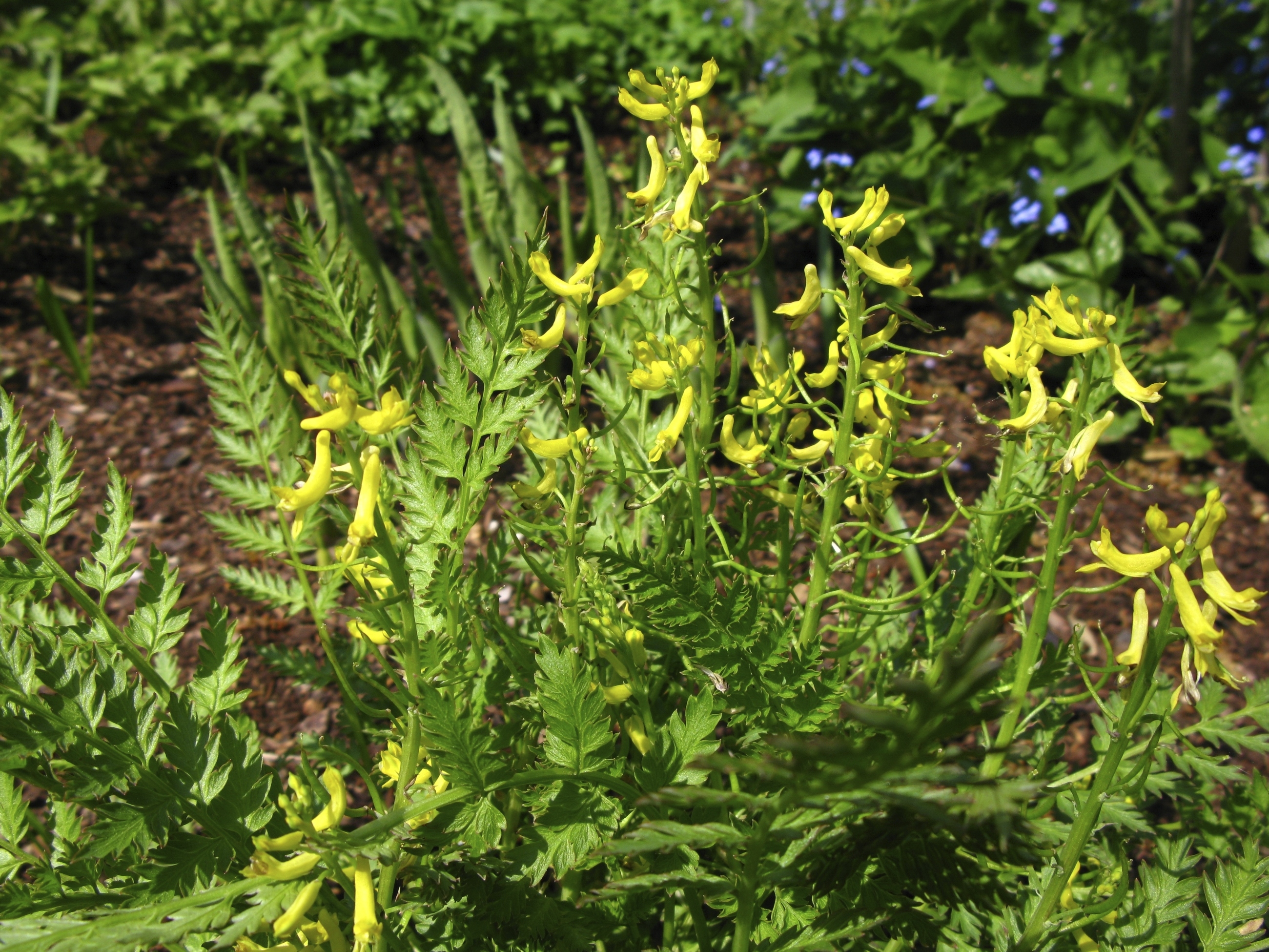 corydalis-pet-poison-helpline
