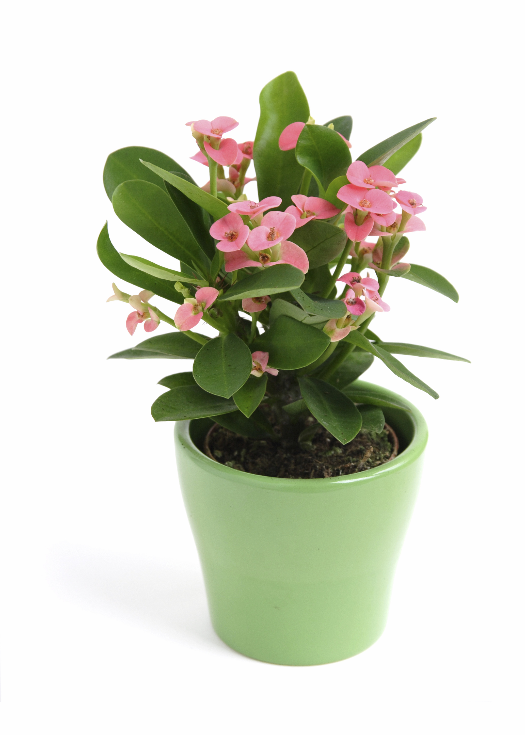 Crown of Thorns Is Toxic To Dogs Pet Poison Helpline®