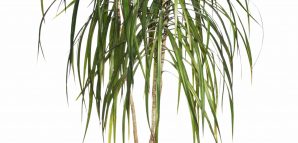 Dragon Tree