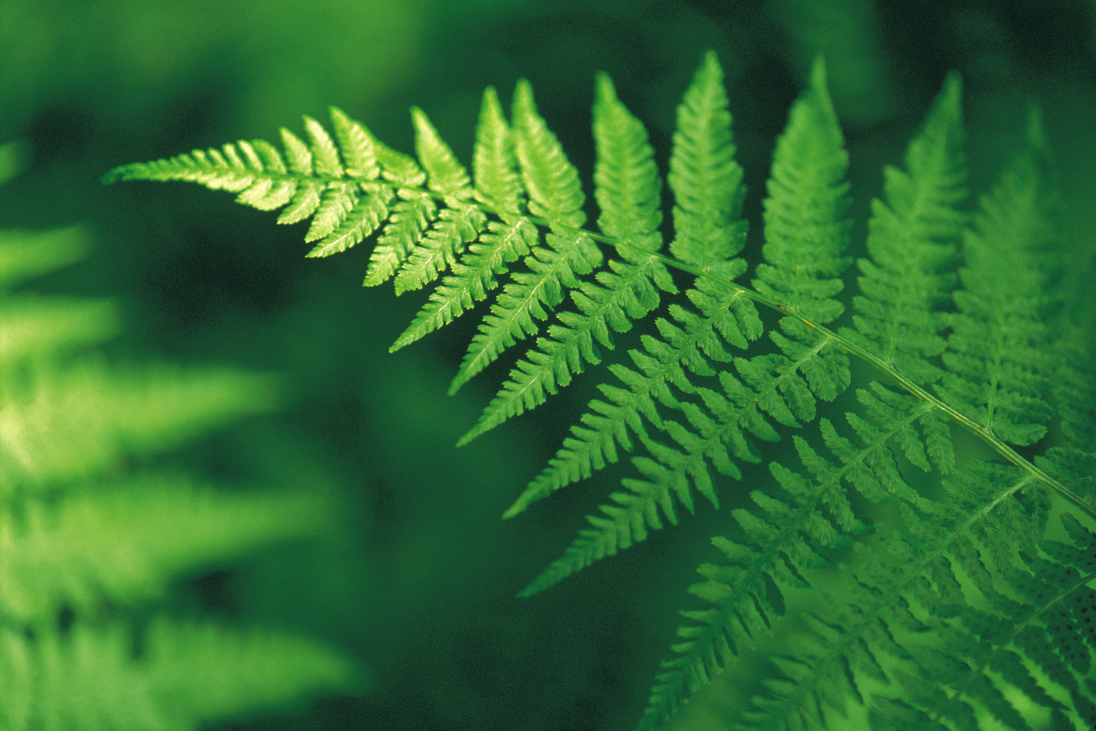 Ferns Pet Poison Helpline