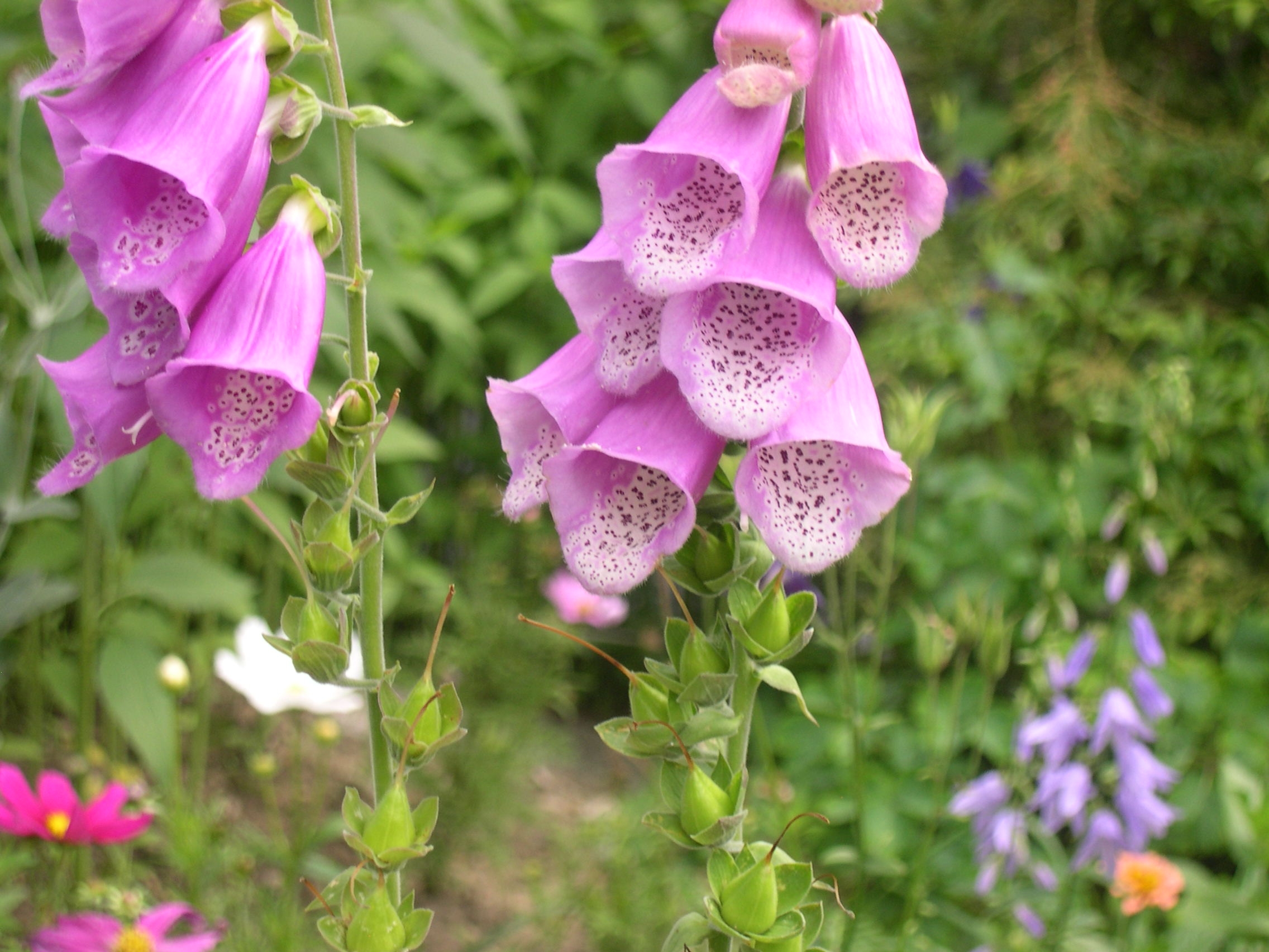 is digitalis poisonous to dogs