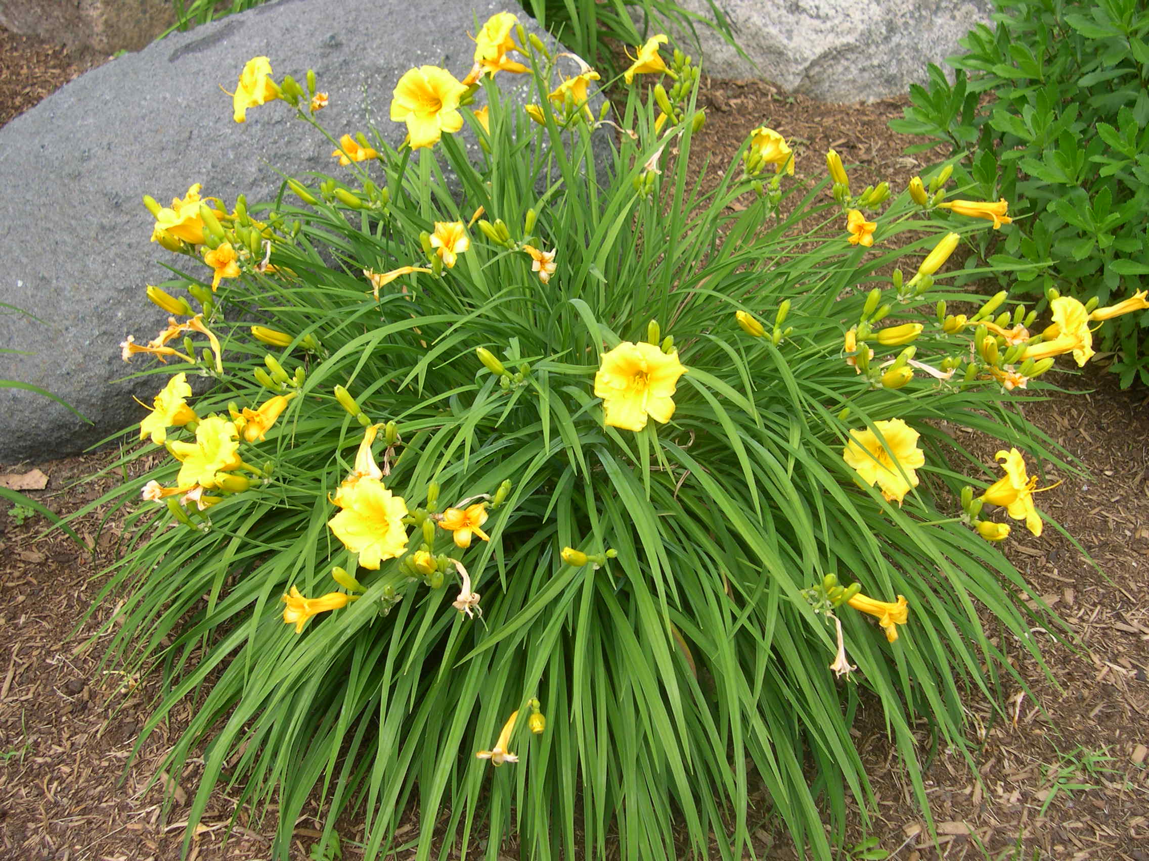 is daylily poisonous to dogs