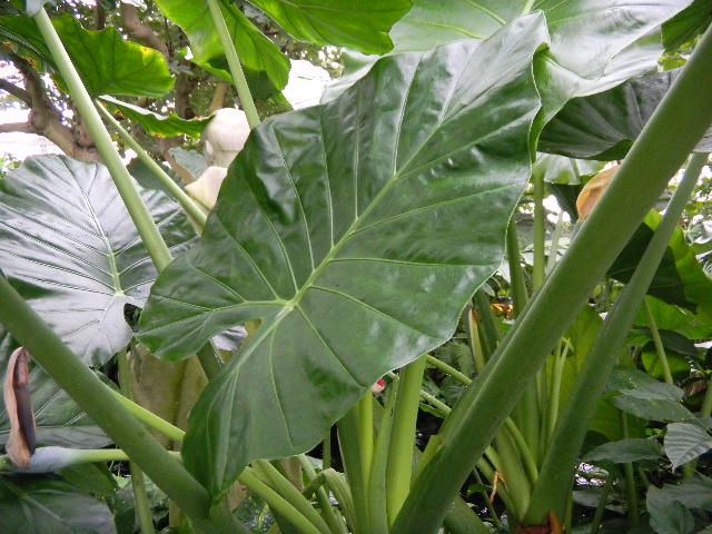 elephant ears poisonous to dogs