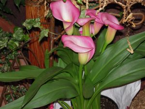 Calla Lily