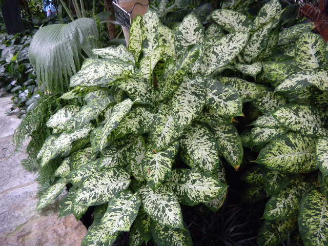 is a dieffenbachia plant poisonous to dogs