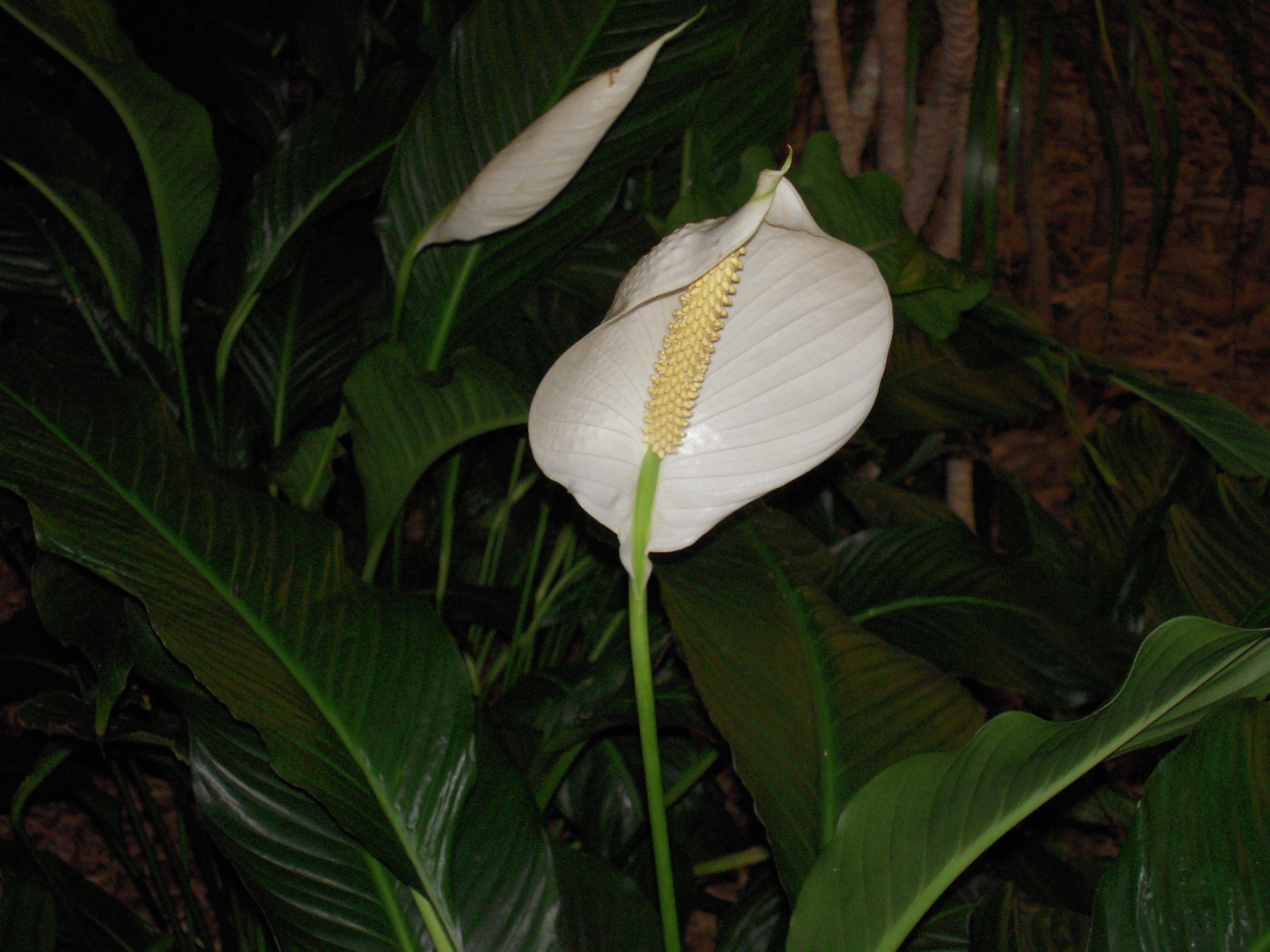 Peace Lily Are Toxic To Pets Pet Poison Helpline