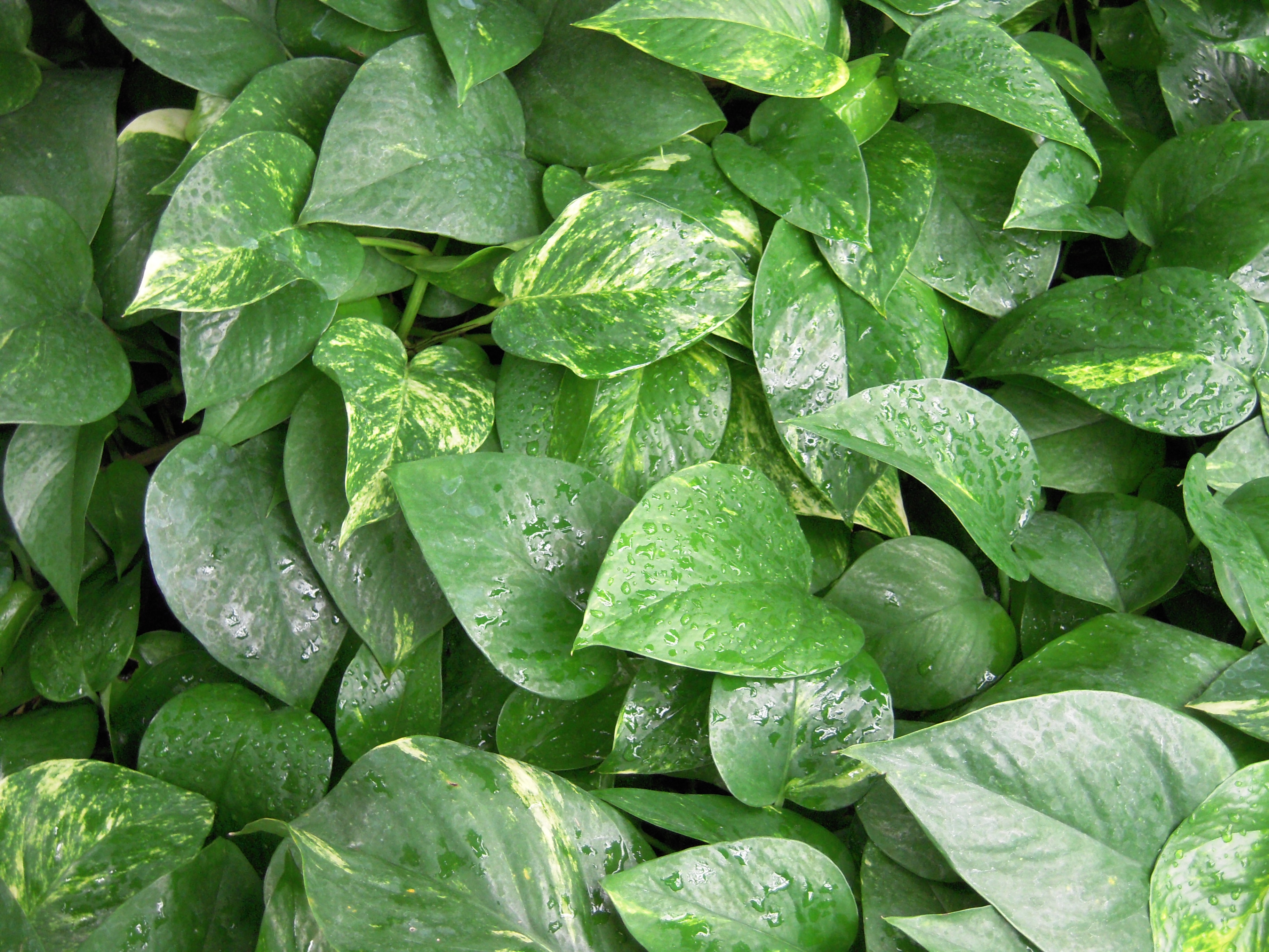 Golden Pothos Are Toxic To Pets | Pet 