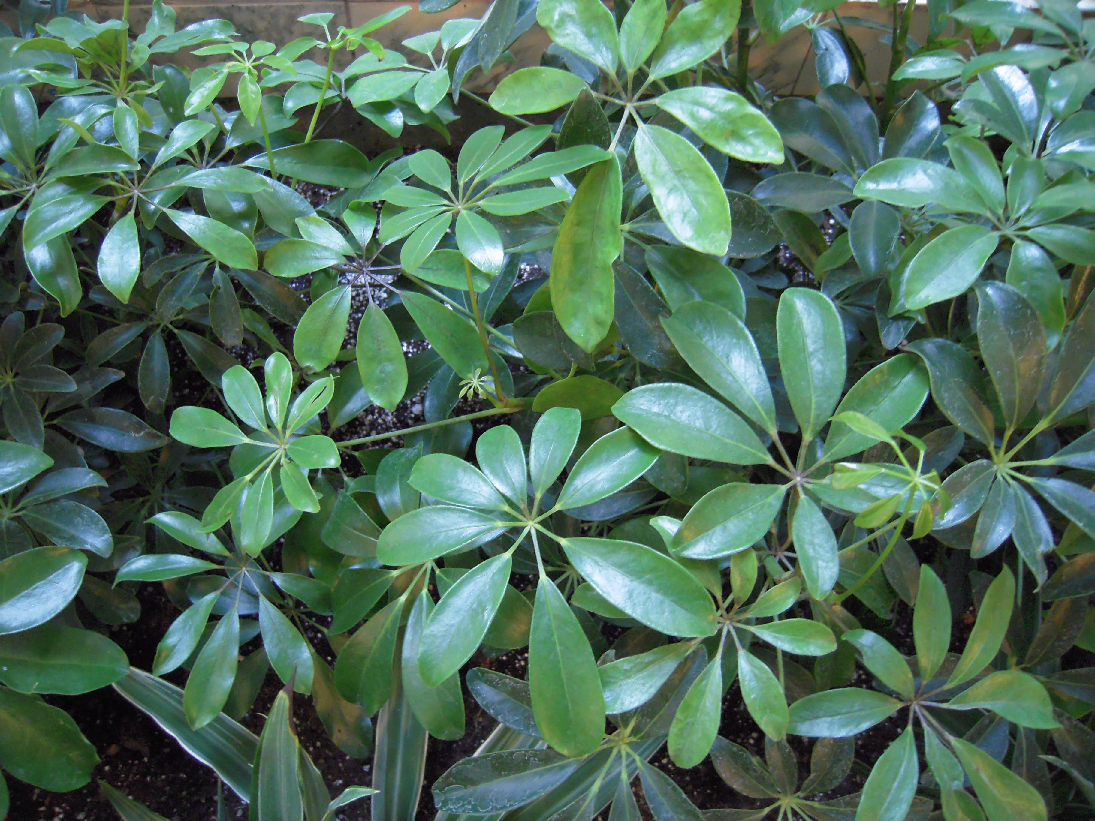 are umbrella plants poisonous to dogs