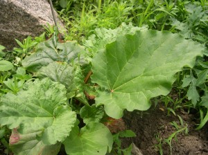 Rhubarb