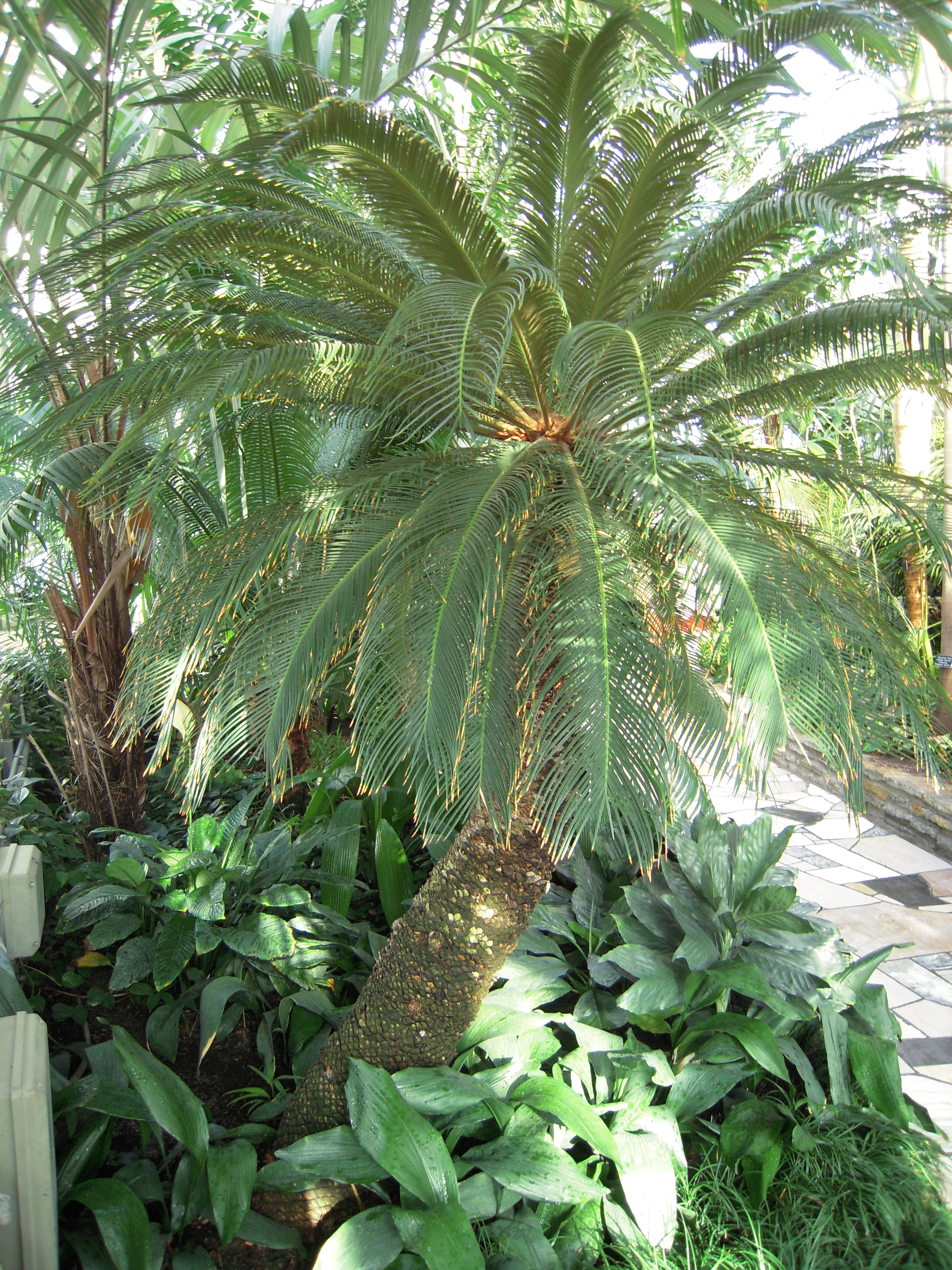 sago palm poisonous