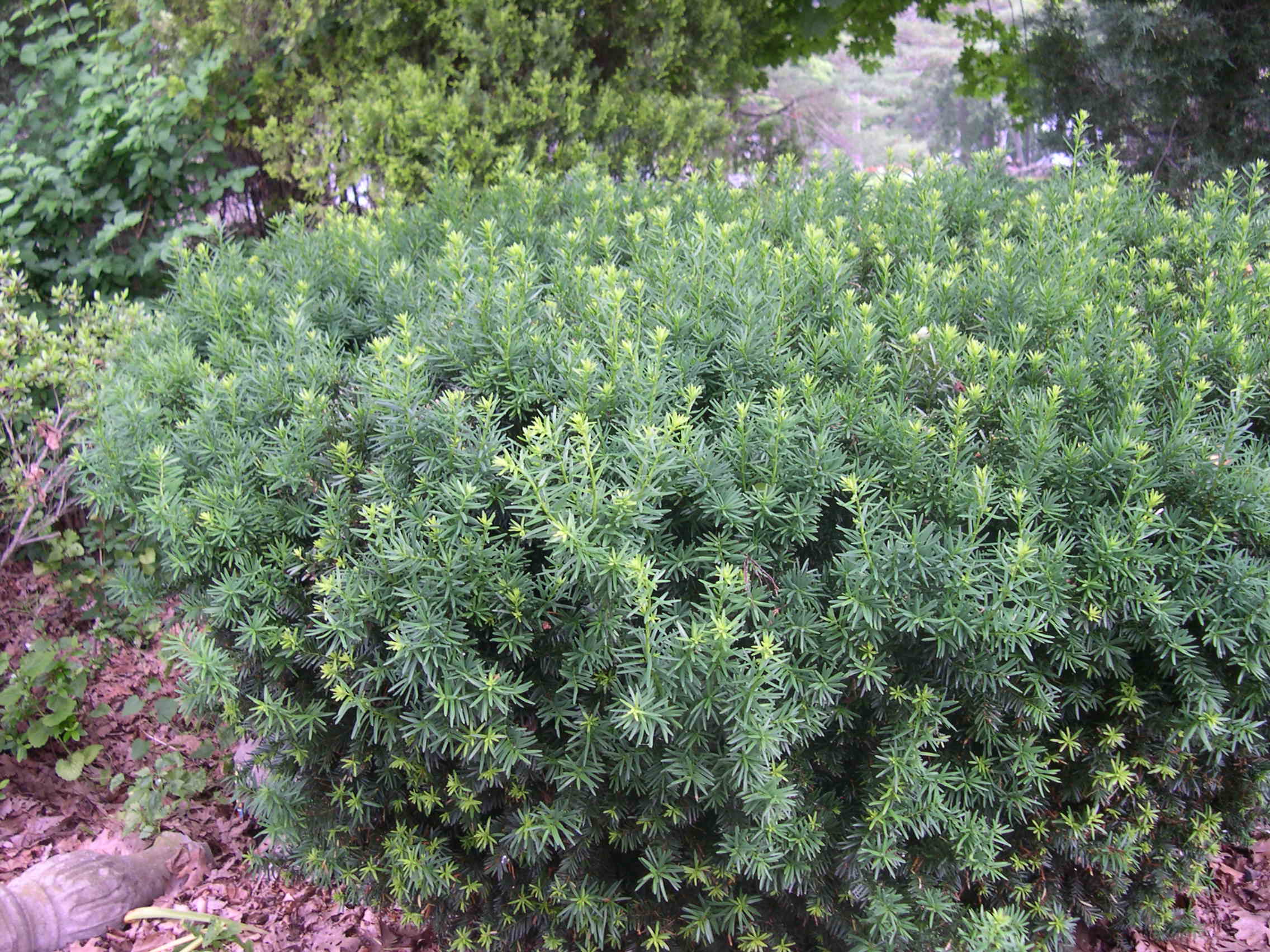 is conifer poisonous to dogs