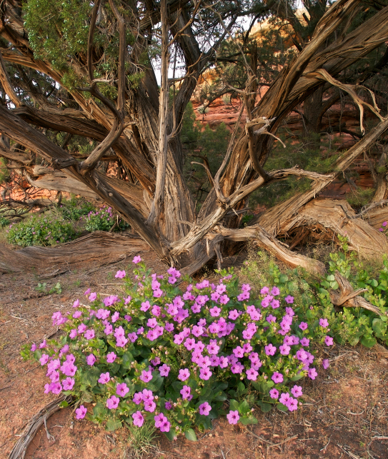 Four O'clock Is Toxic To Cats Pet Poison Helpline®