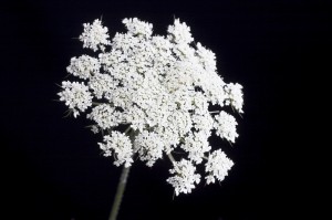 Hemlock